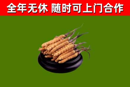 东明县回收散虫草