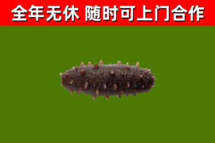东明县回收海参干